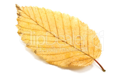 leaf