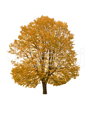 autumn tree