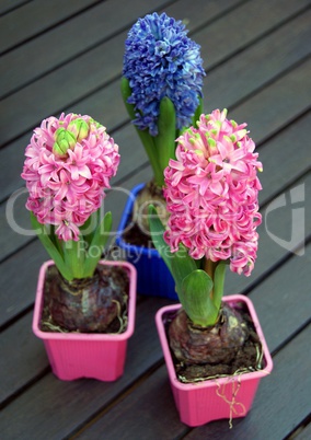 Hyacinth flowers