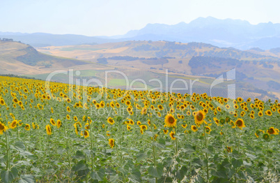 Field of sunflowers