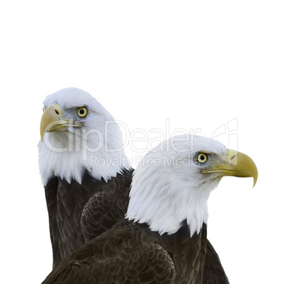 american bald eagles