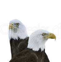 american bald eagles