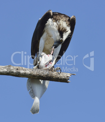 osprey feeding on fish