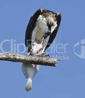 osprey feeding on fish