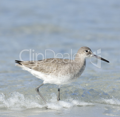 willet bird