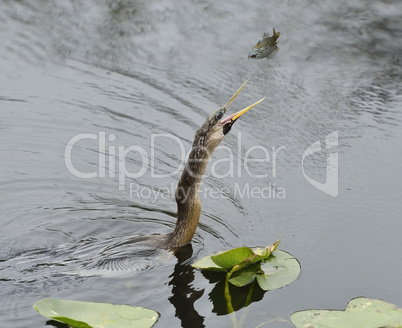 feeding anhinga