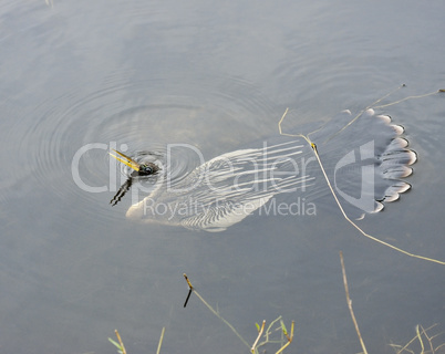 feeding anhinga