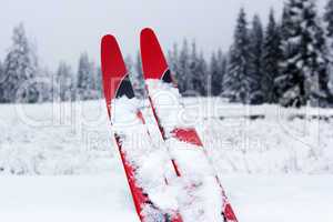 a cross-country snow in front of winter forest