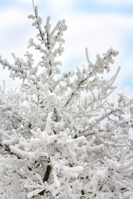 snow-covered tree in winter