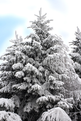 snow-covered tree in winter