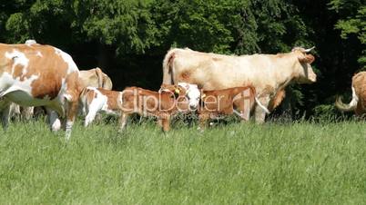 Herd of cows grazing