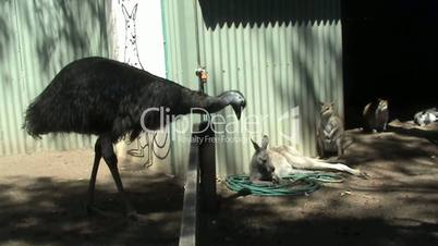 Kangaroos resting and curious Emu
