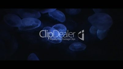 blue jellyfish sea life background