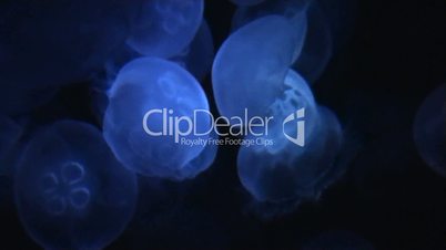 jellyfish deep sea background