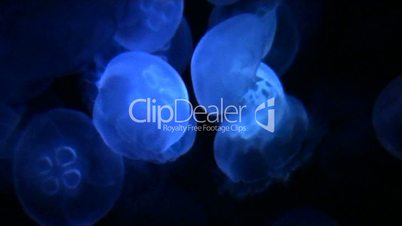 Jellyfish sea life background