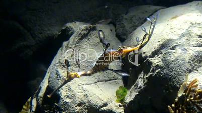 Weedy Sea Dragon (Seahorse) on the Reef