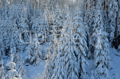 Winterwald Fichten Schnee