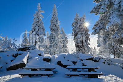 Winter Wald Schnee Sonne