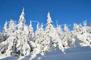 winterwald fichten schnee weihnachten