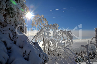 Winter Wald Schnee Sonne