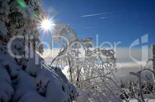 Winter Wald Schnee Sonne