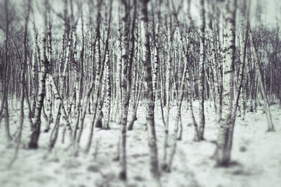 birken im winter