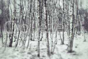 birken im winter