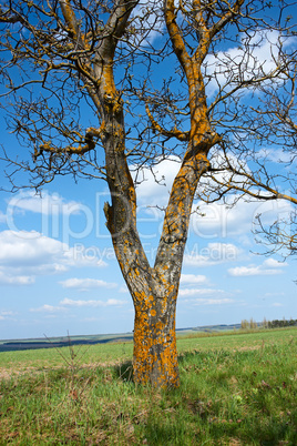 Old tree walnut in springtime