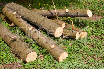 Pile of pine logs on green grass