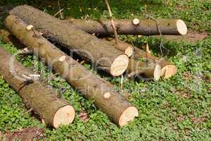 Pile of pine logs on green grass