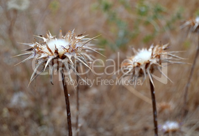 Thistles in the field in winter