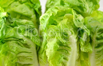 Fresh lettuce leaves