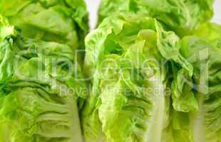 Fresh lettuce leaves