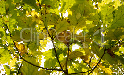 Leaf Leaf
