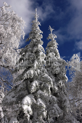 winter im hochschwarzwald