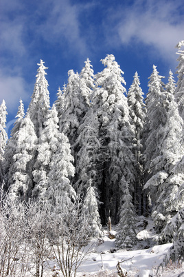 winter im hochschwarzwald