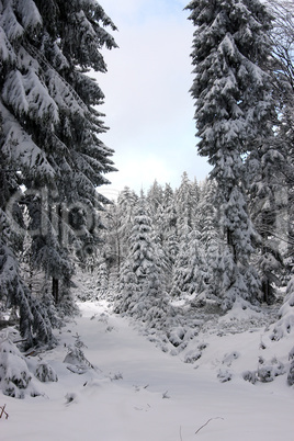 winterwald