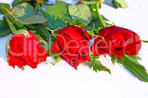 red roses