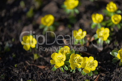 winter aconite, eranthis hyemalis