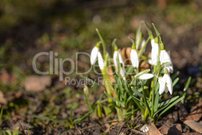 snowdrop in spring on the forest floor