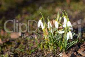snowdrop in spring on the forest floor