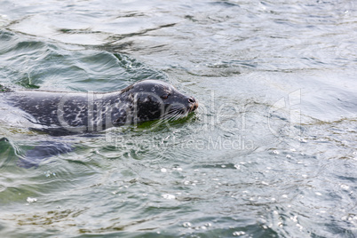 common seal, phoca vitulina