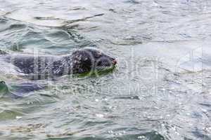 common seal, phoca vitulina