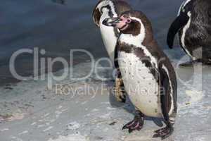 humboldt penguin, spheniscus humboldti