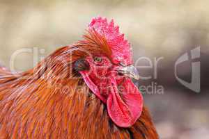 colorful big rooster chicken animal