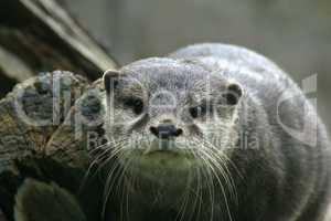 portrait of a small-clawed otter