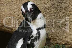 dwarf penguin