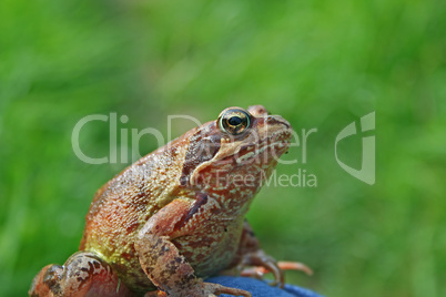 marsh frog sits on a green leaf