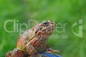marsh frog sits on a green leaf