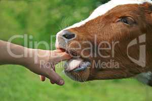 brown calf